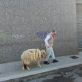 La pecorella della Madonna di Sovereto si  "allena " per le strade di Terlizzi