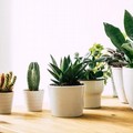 Vasi in plastica per fiori e piante, ottenuta la sospensione del contributo ambientale CONAI
