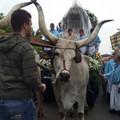 La Madonna in processione: il cielo minaccia pioggia ma i buoi sono in cammino / FOTO