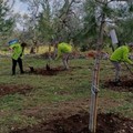 "Un albero a chi vuoi tu ": la riforestazione urbana di Puliamo Terlizzi