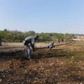 Nei guai un agricoltore terlizzese: abbatte 85 querce nel parco nazionale dell'Alta Murgia