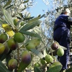 Migliorare le condizioni di lavoro degli agricoltori a vantaggio delle aziende olivicolo-oleario