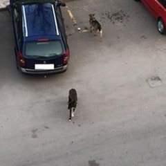Pomeriggio  "da cani " in viale Indipendenza. Due randagi spaventano la città.