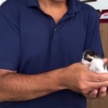 A Terlizzi salvato un gattino dagli operatori ecologici: il grazie del sindaco - VIDEO