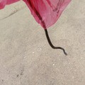 Un esemplare di serpente Biacco ritrovato in una busta della spazzatura