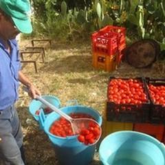 La salsa fatta in casa, una liturgia indimenticabile