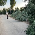 Strage di ulivi nelle campagne di Terlizzi: 20 alberi tagliati nella notte