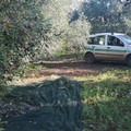 Uliveti assaltati a Terlizzi: sventato un altro furto, il secondo in 24 ore