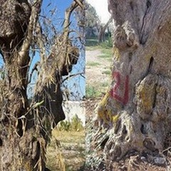  "Gli alberi di ulivo monumentali stanno morendo "