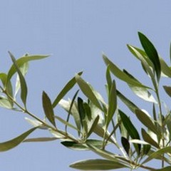 Domenica delle palme, tra religione e tradizione