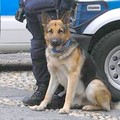 Nella polizia municipale arriva un'unità cinofila