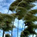 Allerta meteo per vento forte prolungata su Giovinazzo