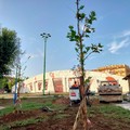 Palafiori: 14 alberi e 1000 piantine pronti per la piantumazione