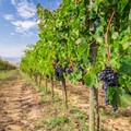 Maltempo, Coldiretti teme per la vedemmia