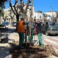 Piantati trenta nuovi alberi a Terlizzi
