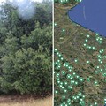 La Puglia terra di patriarchi verdi: 216 alberi monumentali nell’elenco Masaf, c'è anche Terlizzi