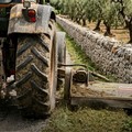 Al via a Terlizzi gli interventi di pulizia per contrastare il vettore della Xylella