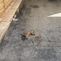 Alta velocità in città, un pericolo sulle nostre strade
