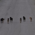 Cani randagi in branco, cresce l’allarme a Terlizzi