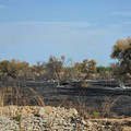 L’appello di Puliamo Terlizzi: «Tornate a coltivare la terra»