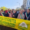 Olivicoltura in allarme, Coldiretti in piazza: «La Regione dichiari lo stato di crisi»