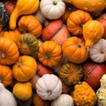 Coldiretti Puglia:  "Per Halloween +20% produzioni zucche "