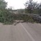 Contrada Portoni, albero caduto sulla strada