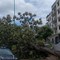 Maltempo, cade un albero in viale Roma a Terlizzi