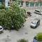 Albero caduto in viale Roma, Puliamo Terlizzi chiede accertamento responsabilità
