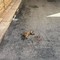 Alta velocità in città, un pericolo sulle nostre strade