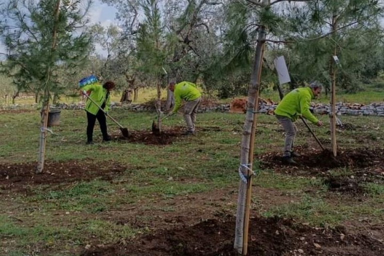 Piantumazioni alberi