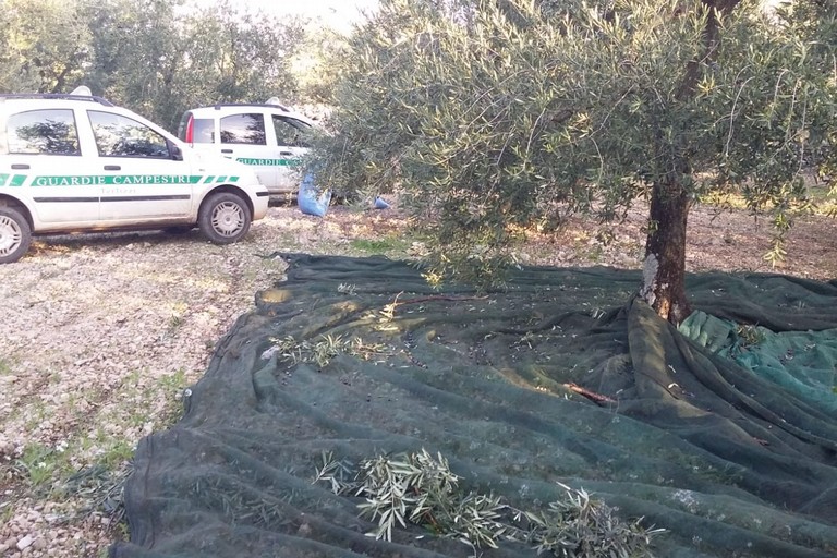 Il furto di olive sventato in località Monteleone