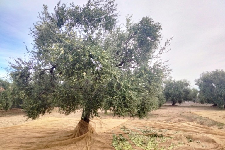 Raccolta delle olive. <span>Foto Paolo Alberto Malerba</span>