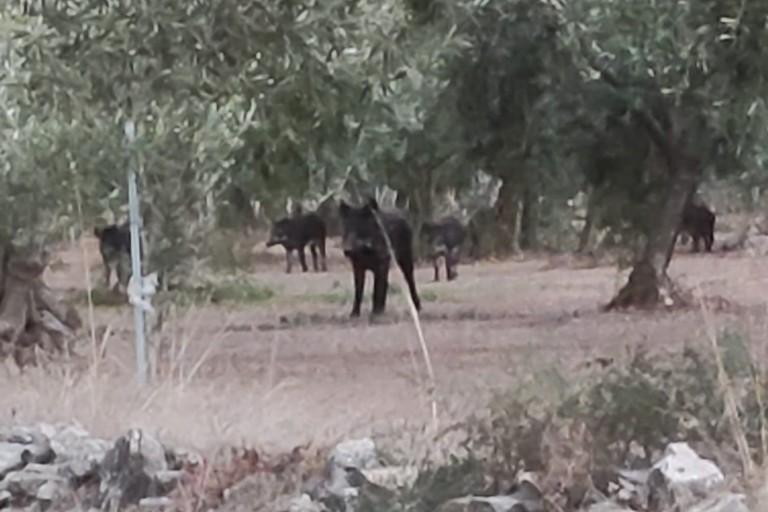 Branco di cinghiali avvistato sulla Terlizzi-Molfetta. LA FOTO