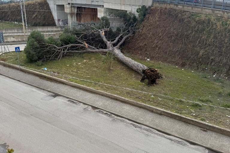 Albero caduto