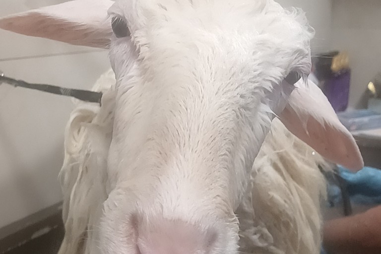 Lavata la pecorella Pace: tutto pronto per la Festa di primavera a Terlizzi