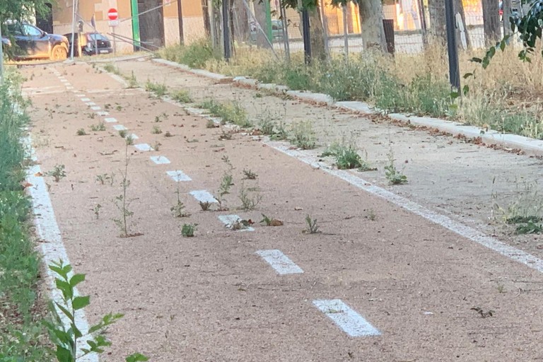 Erbe infestanti lungo la ciclovia. <span>Foto Francesco Barione</span>