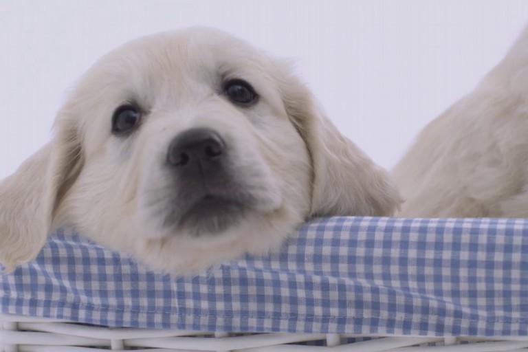 Allianz PetCare
