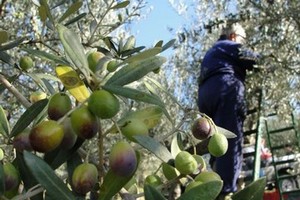 raccolta olive