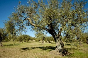 campagna uliveti