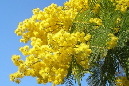 Festa della donna