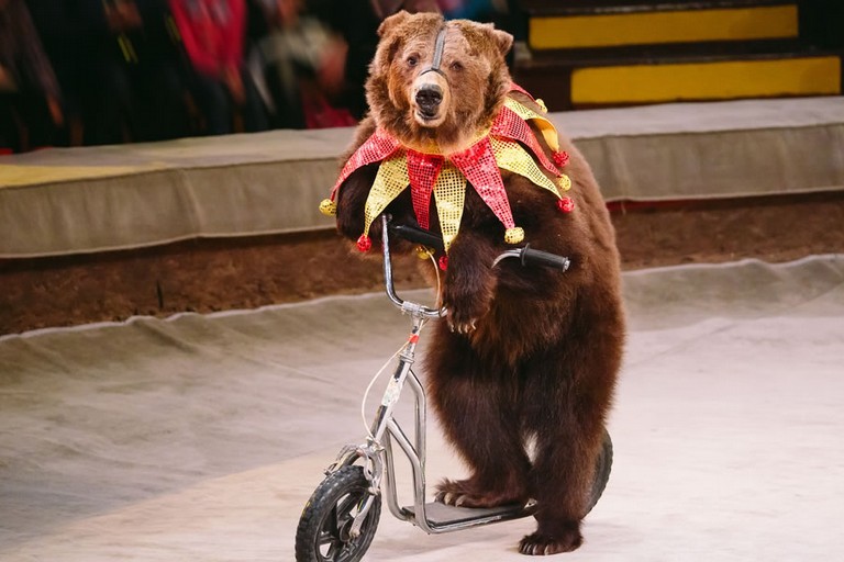 Un orso usato per numeri al circo
