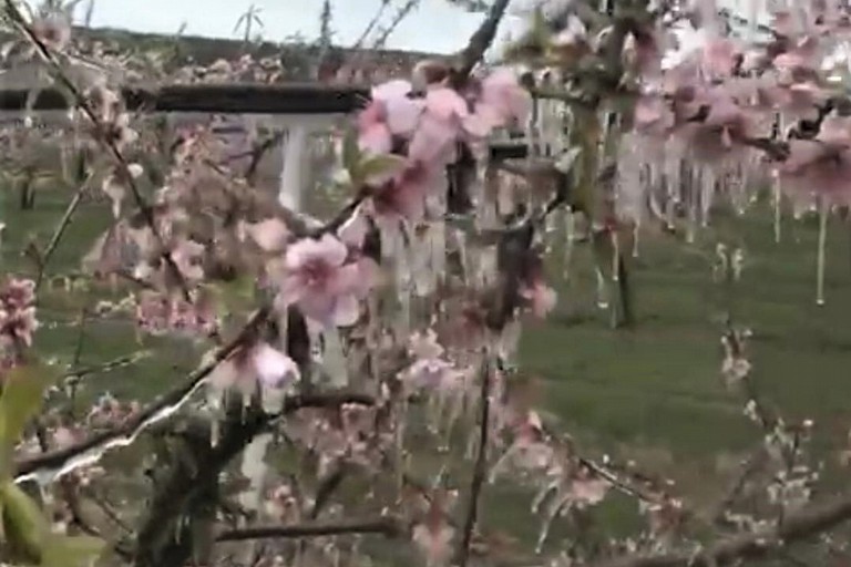Fiori di pesca bruciati