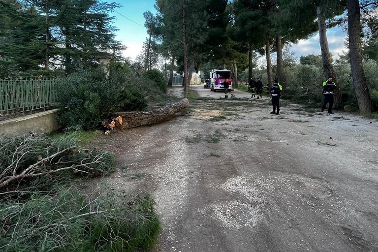 Pino caduto sulla Appia Traiana. <span>Foto Francesco Barione </span>