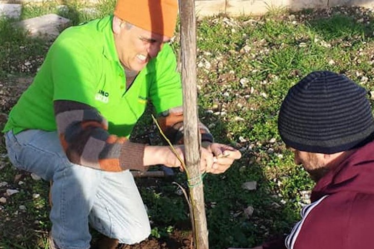 Terlizzi: Piante e alberi in viale Pacecco e viale ...