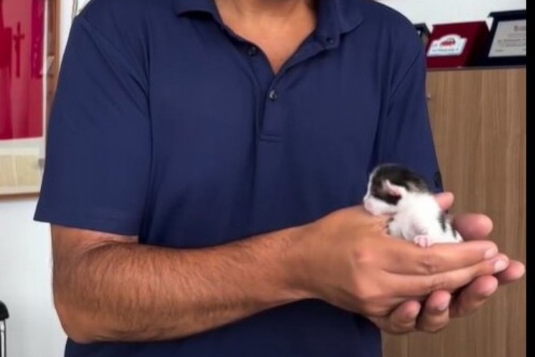Gattino salvato