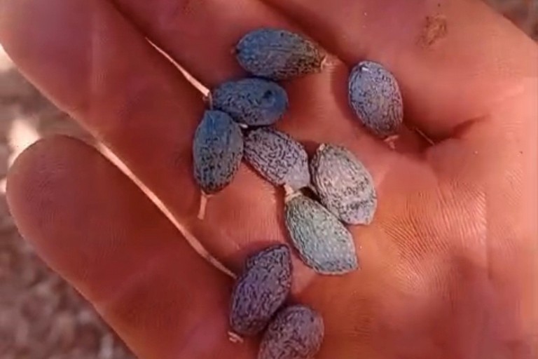 Siccità sulle olive. <span>Foto Coldiretti Puglia </span>
