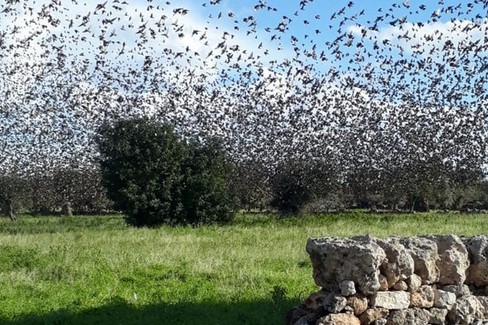 Storni sugli ulivi