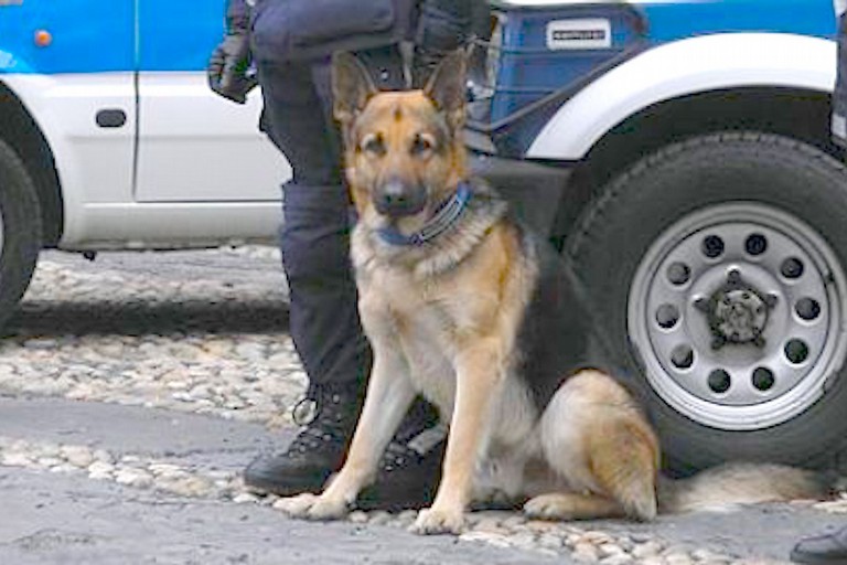 unità cinofila cane