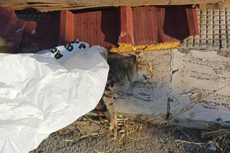 Gatto senza vita. <span>Foto Paolo Alberto Malerba</span>